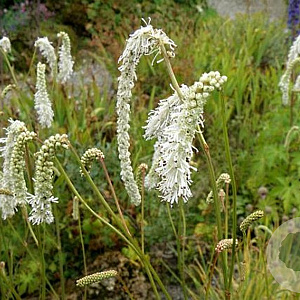 Sanguisorba ten. 'Delicatesse' GM P9