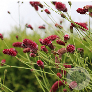 Sanguisorba ten. 'Henk Gerritsen' GM P9