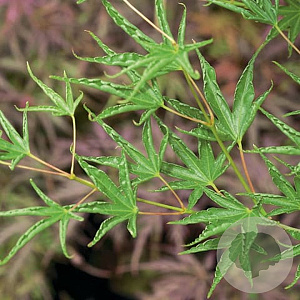 Acer palmatum 'Okushimo' 200-250 cm cont. 110L
