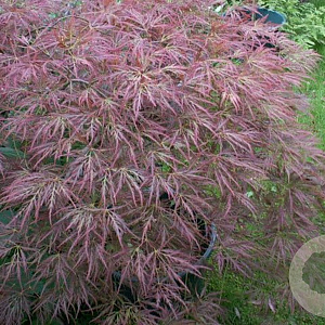 Acer palmatum 'Ornatum' 175-200 cm cont. 180L
