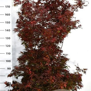 Acer palmatum 'Shaina' 100-125 cm 20L