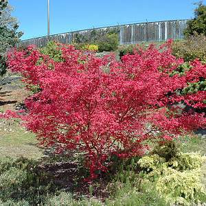 Acer palmatum 'Shin-deshojo' 175-200 cm 20L