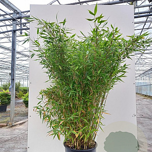 Fargesia murieliae 'Jumbo' 80-100 cm 20L