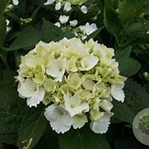 Hydrangea macrophylla 'Soeur Thérèse' 40-50 cm 20L
