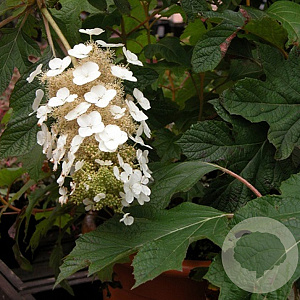 Hydrangea quercifolia 'Ice Crystal' 80-100 cm 20L