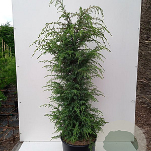 Juniperus communis 'Suecica' 150-175 cm 20L