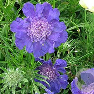 Scabiosa cauc. 'Fama' GM P9