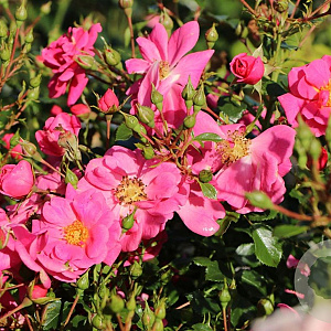 Rosa 'Bienenweide Rosa' A kwaliteit C1.5 eigen wortel
