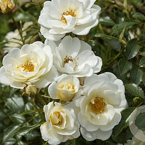 Rosa 'Bienenweide Weiß' A kwaliteit C1.5 eigen wortel