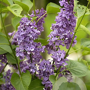 Syringa vulgaris 'Ruhm von Horstenstein' 100-125 cm 50L