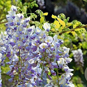 Wisteria floribunda 'Macrobotrys' 200-250 cm cont. 130L spiraal