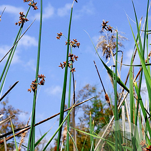 Schoenoplectus lacustris GM P9