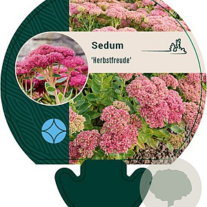 Sedum 'Herbstfreude' GM P9
