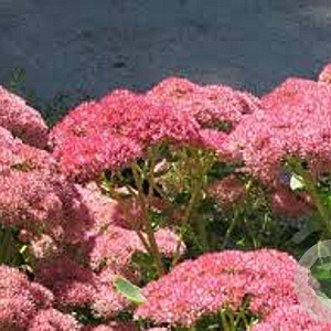 Sedum 'Herbstfreude' GM P9