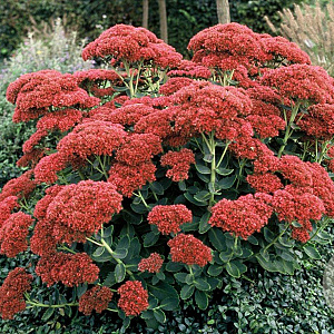 Sedum 'Herbstfreude' GM P9