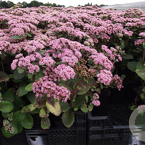 Sedum 'Matrona' GM P9
