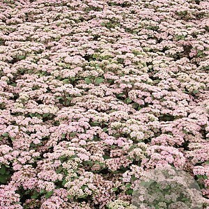Sedum 'Matrona' GM P9