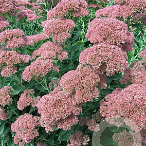 Sedum telep. 'Indian Chief' GM P9