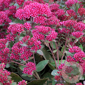 Sedum 'Thunderhead' GM P9