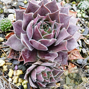 Sempervivum 'Rotkopf' GM P9