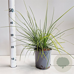 Sesleria autumnalis 25-30 cm 2,5L