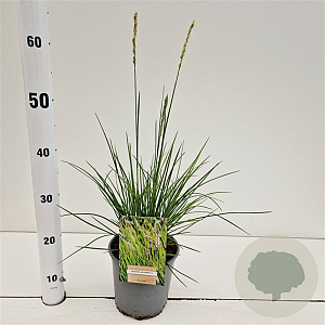 Sesleria autumnalis 25-30 cm 2,5L