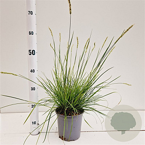 Sesleria autumnalis 25-30 cm 2,5L