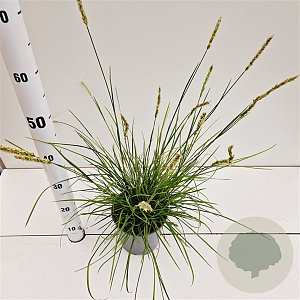 Sesleria autumnalis 25-30 cm 2,5L