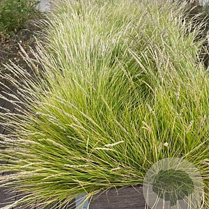 Sesleria autumnalis GM P9