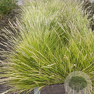 Sesleria autumnalis GM P9