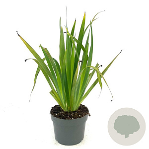 Sisyrinchium striatum GM 2,0L