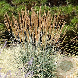 Sorghastrum n. 'Active Vulcano' GM P9