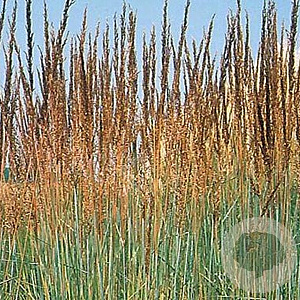 Sorghastrum n. 'Indian Steel' GM P9