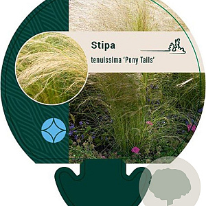 Stipa tenuissima 'Ponytails' GM P9