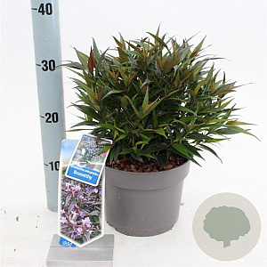 Strobilanthes anisop. Brunetthy 25-30 cm 3,0L