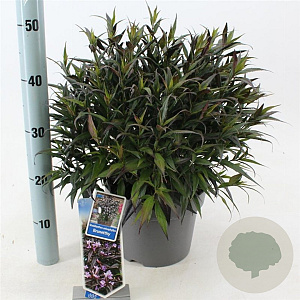 Strobilanthes anisop. Brunetthy 30-40 cm 5,0L