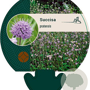 Succisa pratensis GM P9