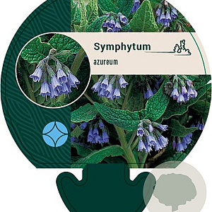 Symphytum azureum GM P9