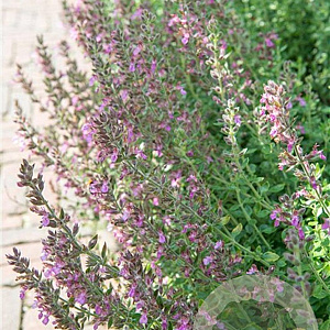 Teucrium lucidrys GM P9