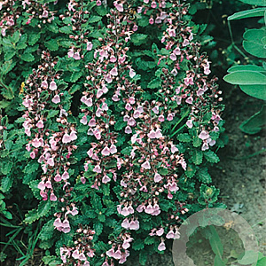 Teucrium lucidrys GM P9