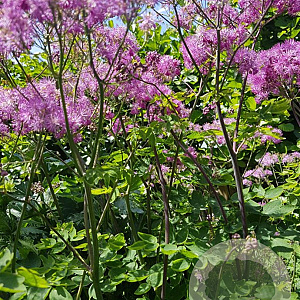 Thalictrum 'Black Stockings' GM  P11