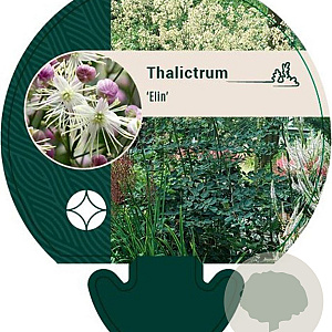 Thalictrum 'Elin' GM P9