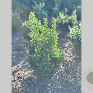 Buxus sempervirens 50-60 cm met kluit