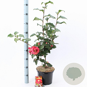 Camellia j. 'Dr King' 60-70 cm 5,0L