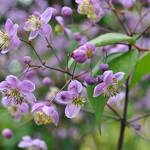 Thalictrum rochebrun. grandisepalum GM P9