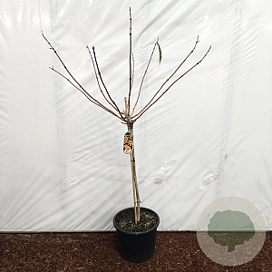 Campsis t. Indian Summer 80 cm stam 15L