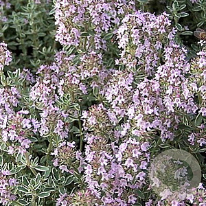 Thymus v. 'Silver Posie' GM P9