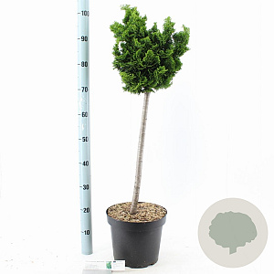 Chamaecyparis o. 'Nana Gracilis' 70 cm stam 7,5L