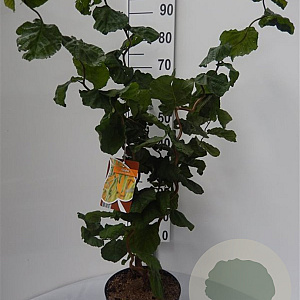 Corylus a. 'Contorta' 50-60 cm 5,0L