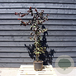 Corylus 'Red Majestic' 80-100 cm 12L kegel